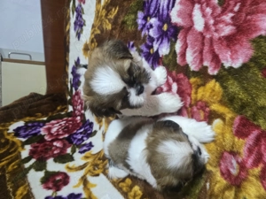Puiuți shih  tzu jucausi - imagine 2 Puiuți shih  tzu jucausi - imagine 2