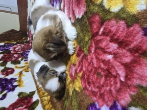 Puiuți shih  tzu jucausi - imagine 5 Puiuți shih  tzu jucausi - imagine 5