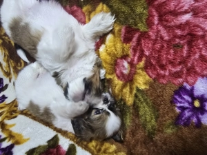 Puiuți shih  tzu jucausi - imagine 4 Puiuți shih  tzu jucausi - imagine 4