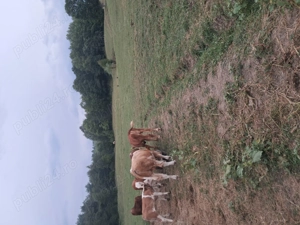 Vand vitel de tinut sau sacrificat  - imagine 2 Vand vitel de tinut sau sacrificat  - imagine 2