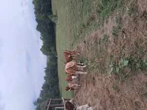 Vand vitel de tinut sau sacrificat 