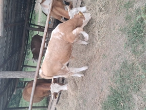 Vand vitel de tinut sau sacrificat  - imagine 3 Vand vitel de tinut sau sacrificat  - imagine 3