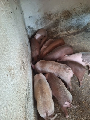 Purcei pentru ce ce doresc 8 săptămîni