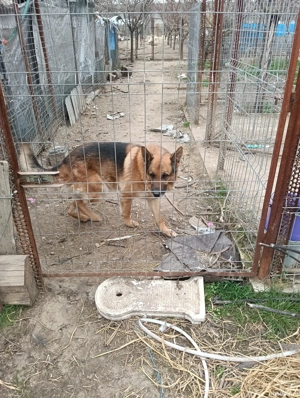 Pui caine lup  - imagine 3