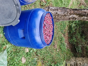 Vând pământ în interiorul parcului DOMOGLED la 20 km de HERCULANE - imagine 8