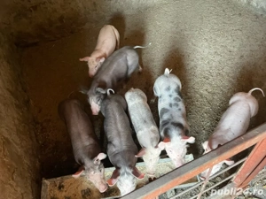 Vând purcei  - imagine 2