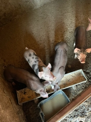 Vând purcei  - imagine 4