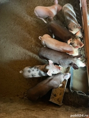 Vând purcei  - imagine 3
