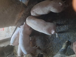 Purcei de vanzare... - imagine 2