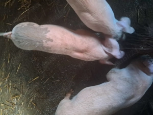 Purcei de vanzare... - imagine 3