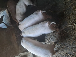 Purcei de vanzare... - imagine 4