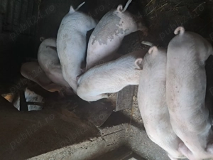 Purcei de vanzare.... - imagine 5