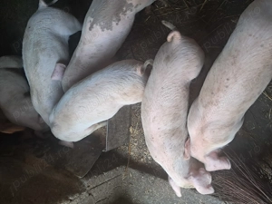 Purcei de vanzare... - imagine 5