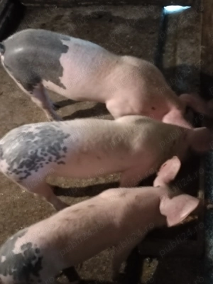 Vind purcei  și 2 scroafe ,Marele Alb