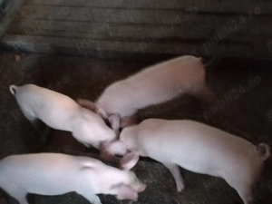 Vind purcei ,Marele Alb - imagine 2