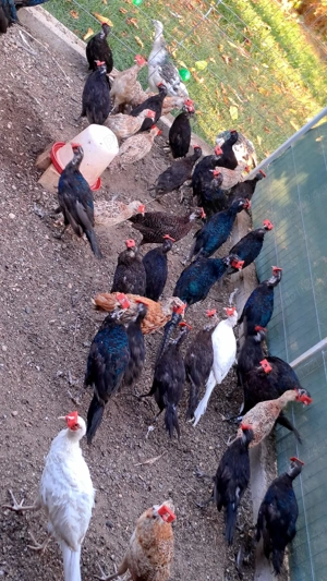 Vând fazani și pauni! - imagine 2