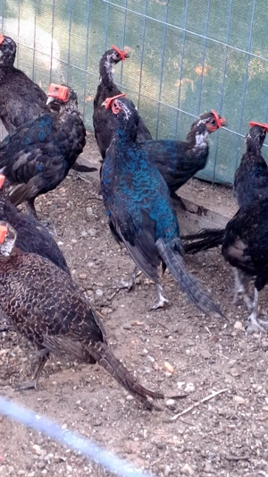 Vând fazani și pauni! - imagine 3