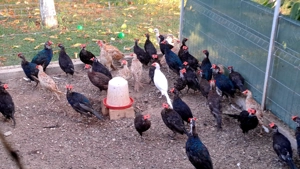 Vând fazani și pauni!