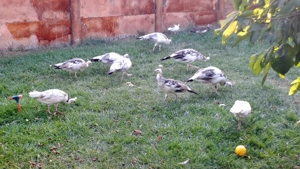 Vând fazani și pauni! - imagine 6