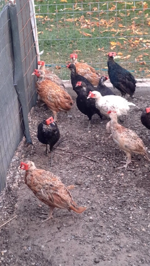 Vând fazani și pauni! - imagine 8