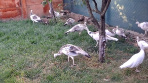 Vând fazani și pauni! - imagine 7