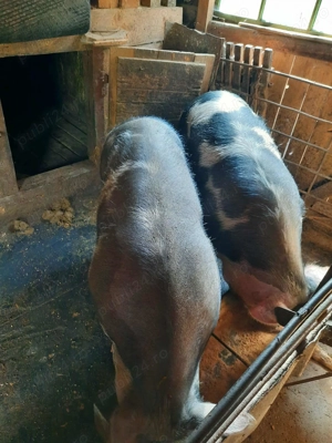 Porci crescuți de casă 