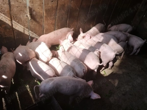 Vând purcei 9 săptămâni  - imagine 2