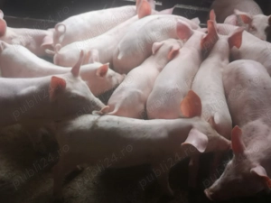 Vând purcei 9 săptămâni 