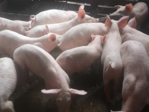 Vând purcei 9 săptămâni  - imagine 4