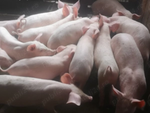 Vând purcei 9 săptămâni  - imagine 3