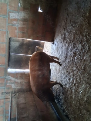 Vând porci - imagine 2