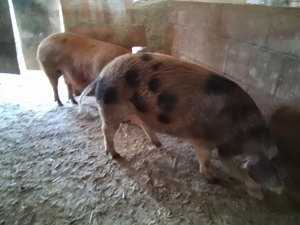 Vând porci - imagine 2