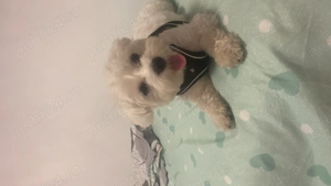 Vând Bichon mini toy  - imagine 2