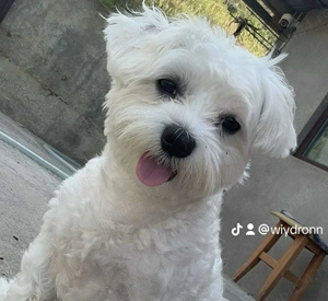 Vând Bichon mini toy