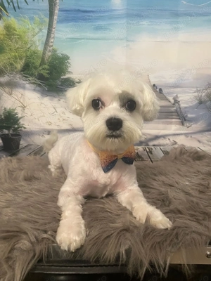 Vând Bichon mini toy  - imagine 3