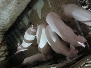 Vând purcei de carne