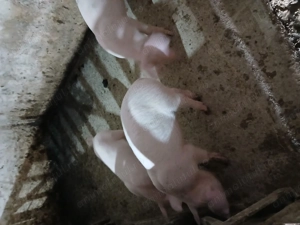 Vând purcei de carne - imagine 2 Vând purcei de carne - imagine 2