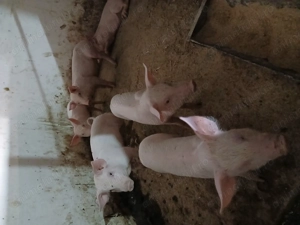 Vând purcei de carne - imagine 4 Vând purcei de carne - imagine 4