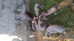 Purcei de vânzare  - imagine 2 Purcei de vânzare  - imagine 2