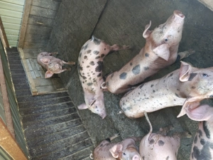 Purcei de vânzare 10 saptamani - imagine 5