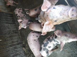 Purcei de vânzare 10 saptamani