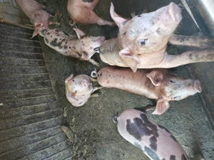 Purcei de vânzare 10 saptamani - imagine 2