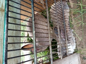 Vând 5 iepurași  - imagine 2