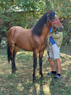 Armăsar de vânzare ! - imagine 3