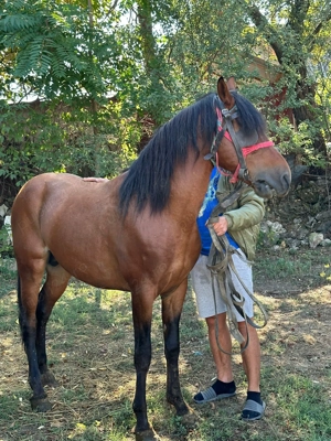 Armăsar de vânzare !