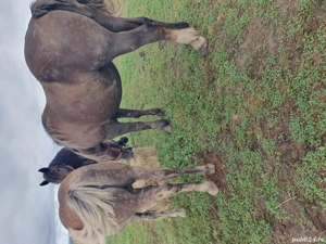 mânză  de vanzare  - imagine 5 mânză  de vanzare  - imagine 5