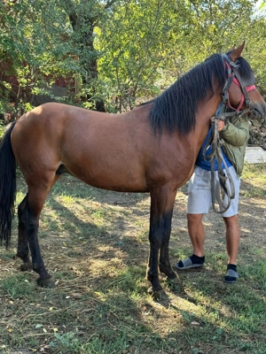 Armăsar de vânzare ! - imagine 2