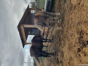 mânză  de vanzare  - imagine 3 mânză  de vanzare  - imagine 3