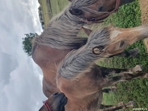 mânză  de vanzare  - imagine 2 mânză  de vanzare  - imagine 2