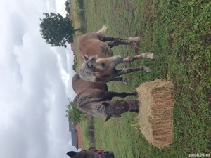 mânză  de vanzare  - imagine 4 mânză  de vanzare  - imagine 4